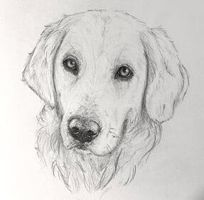 pet portrait